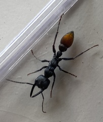 Myrmecia mandibularis