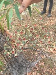 Angophora bakeri