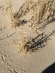 Swallenia alexandrae