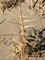 Swallenia alexandrae