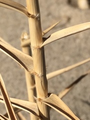 Swallenia alexandrae