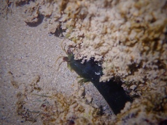 Gonodactylus chiragra