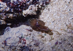 Gymnothorax undulatus