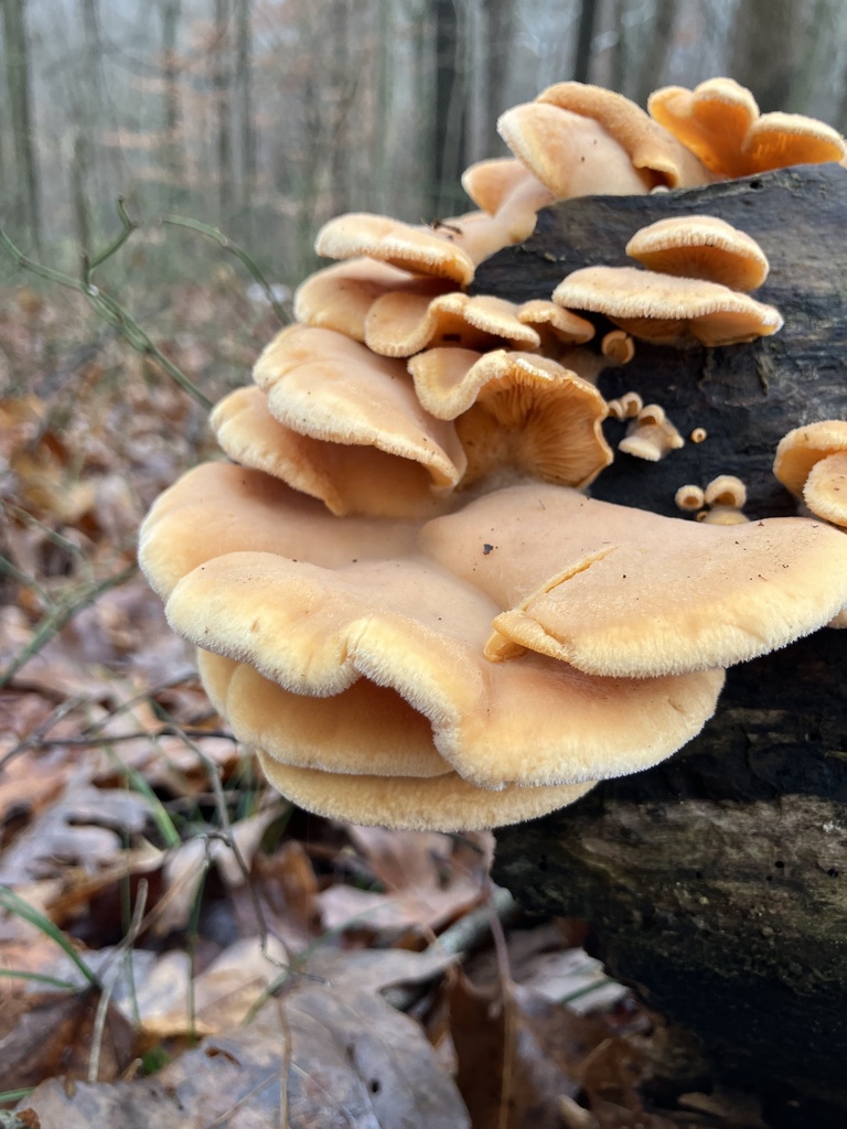 Phyllotopsis nidulans · November 2025 · photo: © askalotl (iNaturalist, cc0)