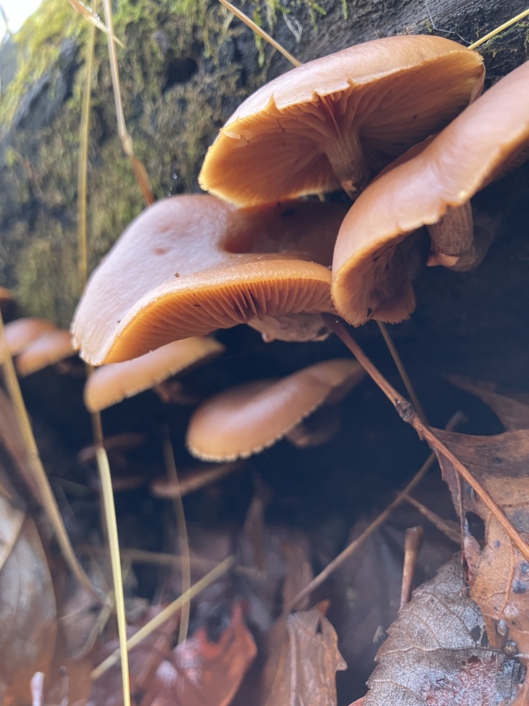 Galerina marginata · November 2025 · photo: © askalotl (iNaturalist, cc0)