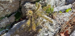 Phlox subulata