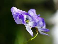 Aconitum fischeri