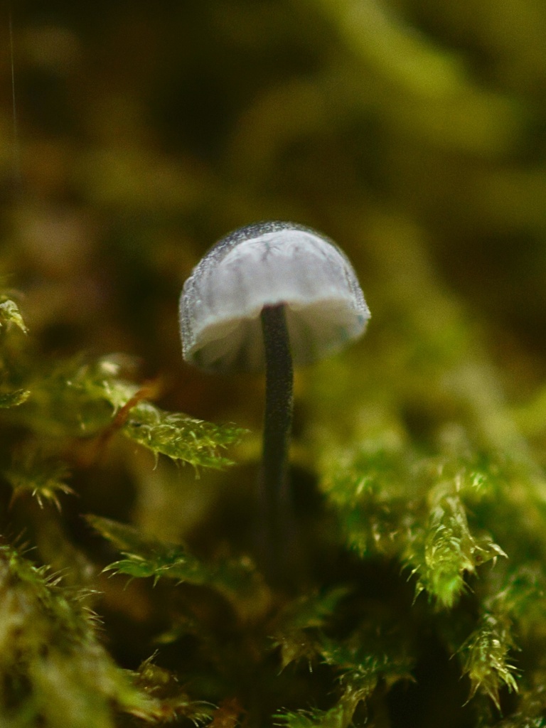 Mycena pseudocorticola · December 2025 · photo: © cryptomarasmius (iNaturalist, cc-by)