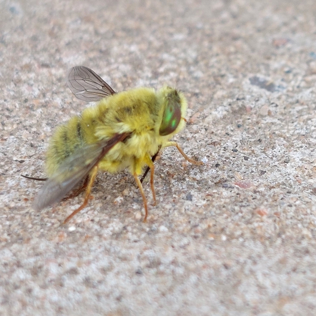 Neorhynchocephalus mendozanus