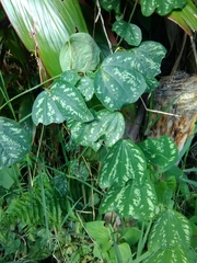 Passiflora porophylla