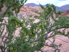 Bulnesia schickendantzii