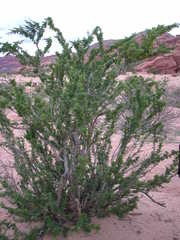 Bulnesia schickendantzii