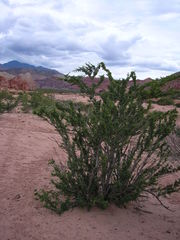 Bulnesia schickendantzii