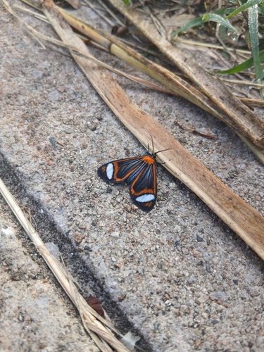 Harlequin Moth