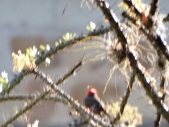 Pyrocephalus rubinus