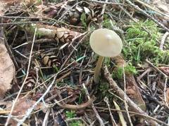 Entoloma holoconiotum