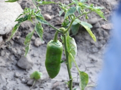 Capsicum annuum