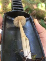 Entoloma holoconiotum