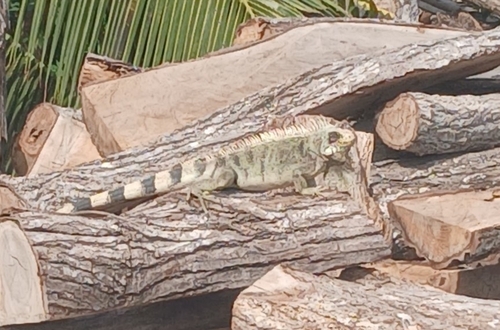 Green Iguana