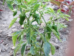 Capsicum annuum