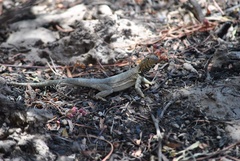 Microlophus theresioides