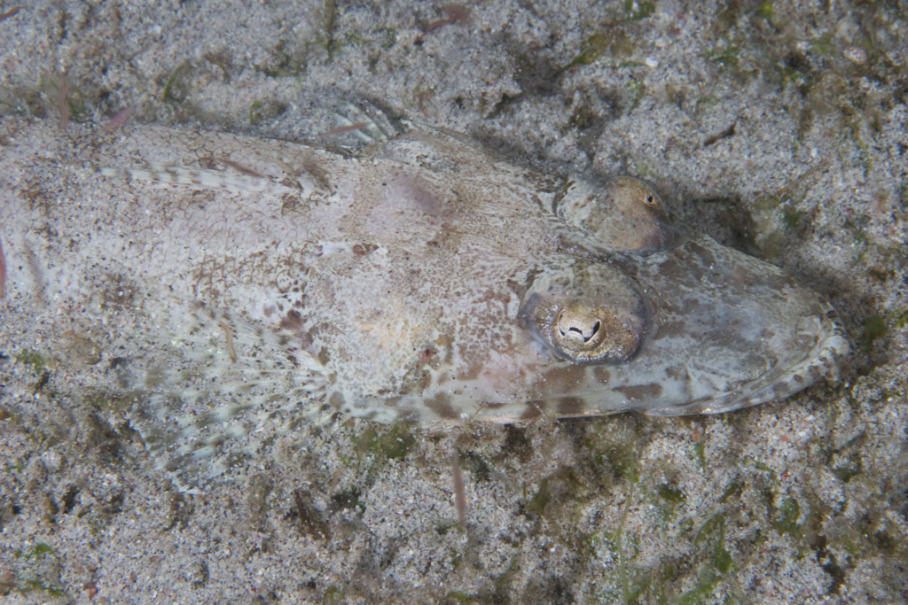 Broadhead Flathead