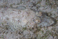 Broadhead Flathead photo 1