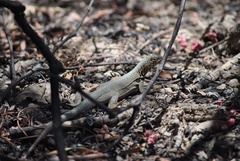 Microlophus theresioides