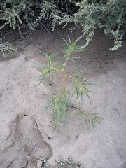 Amaranthus persimilis