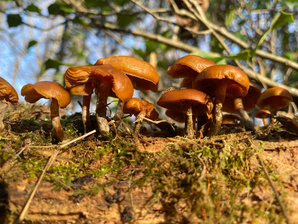 Galerina marginata · December 2025 · photo: © rinnyvanvan (iNaturalist, cc-by-nc)