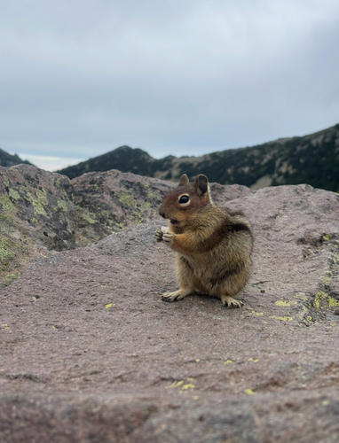Cascade Golden-mantled Ground Squirrel observed by aalexafer