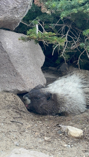 Hoary Marmot observed by aalexafer