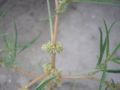 Amaranthus persimilis