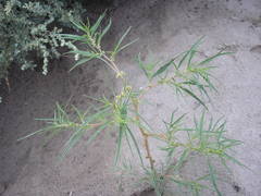 Amaranthus persimilis