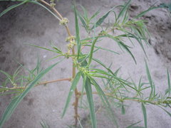Amaranthus persimilis