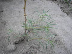 Amaranthus persimilis