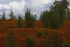 Pteridium latiusculum japonicum