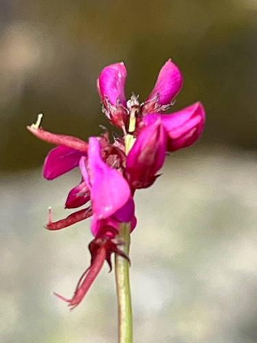 Indigofera culmenicola MS (Indigofera sp3)