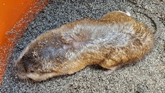 Geomys breviceps