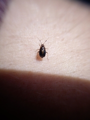 Deraeocoris maoricus