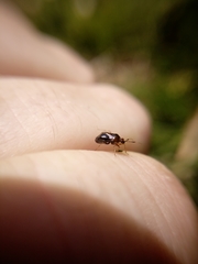 Deraeocoris maoricus