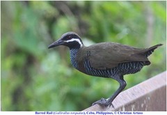 Gallirallus torquatus