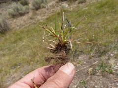 Carex idahoa