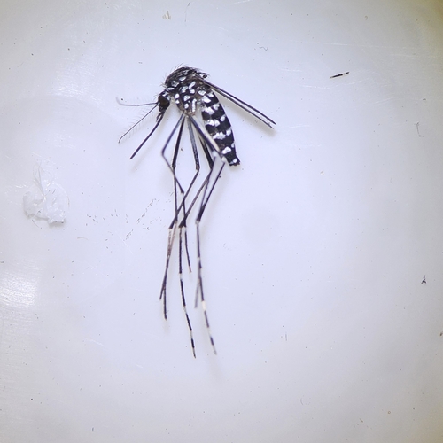 Unknown species found near Fruit Cove, FL 32259, USA