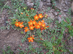 Hypseocharis pimpinellifolia