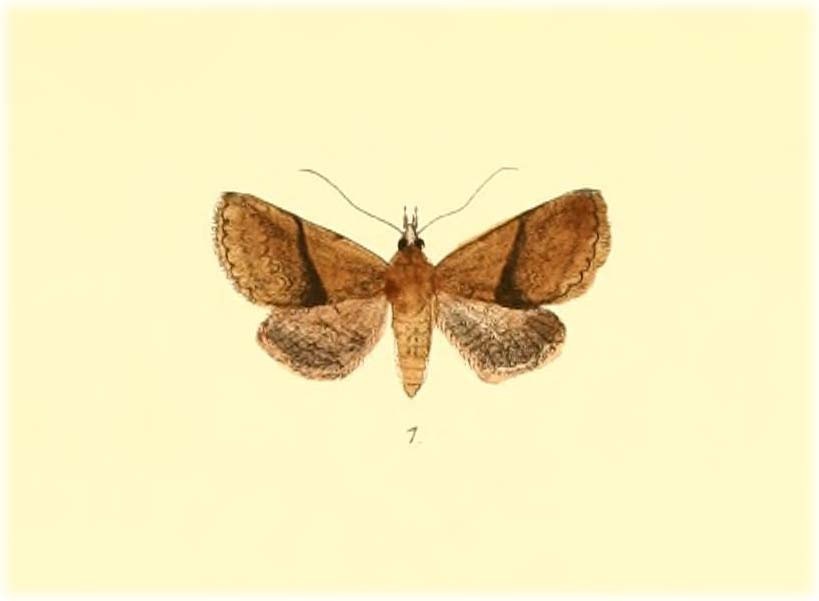 Diascia transvitta