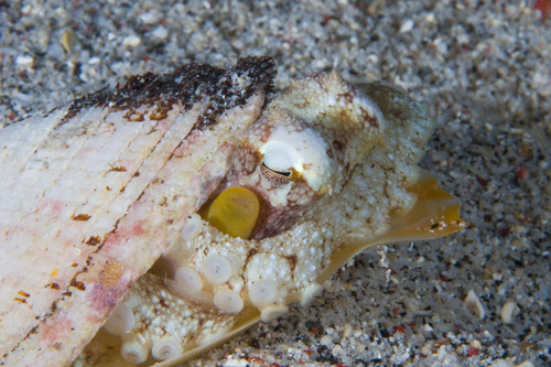 Coconut Octopus — seen at this dive site