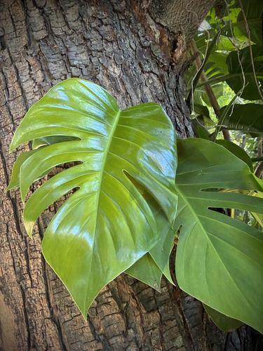Epipremnum pinnatum observed 2025-11-30