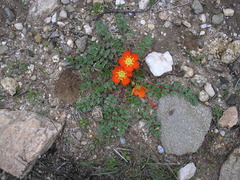 Hypseocharis pimpinellifolia