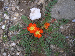 Hypseocharis pimpinellifolia